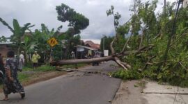 Pohon Tumbang di Magetan dan Ponorogo. (Dok. Fin)